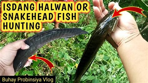 halwan fish|Snakehead Culture in Southeast Asia – Agriculture .